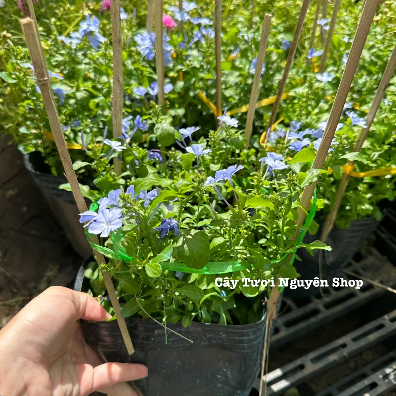 CÂY HOA THANH XÀ ,(cao 20cm), Hoa giống cảnh sân vườn, ban công, dễ trồng GIÁ RẺ, nở quanh năm, Cây Tươi Nguyên CTN1550 2