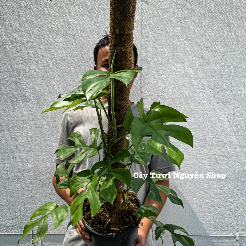 [CHỈ GIAO HOẢ TỐC] CÂY MONSTERA LEO TRƯỞNG THÀNH- SẴN TRỤ ,(cao 80-100cm), cây cảnh decor, cây trang trí nhà nội thất, khoẻ đẹp, GIÁ RẺ, lọc không khí, Cây Tươi Nguyên CTN1549 3
