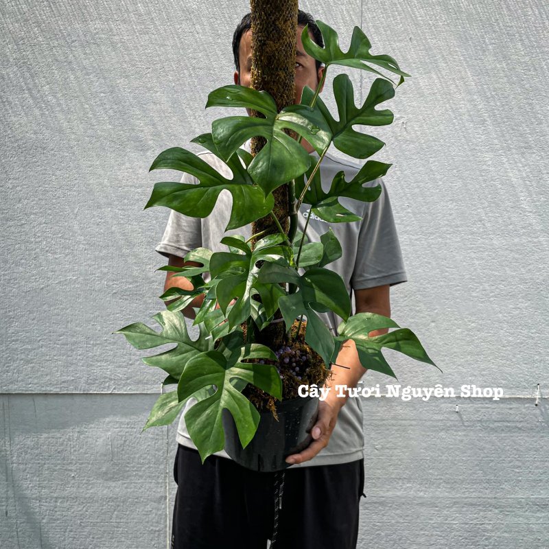 [CHỈ GIAO HOẢ TỐC] CÂY MONSTERA LEO TRƯỞNG THÀNH- SẴN TRỤ ,(cao 80-100cm), cây cảnh decor, cây trang trí nhà nội thất, khoẻ đẹp, GIÁ RẺ, lọc không khí, Cây Tươi Nguyên CTN1549 2