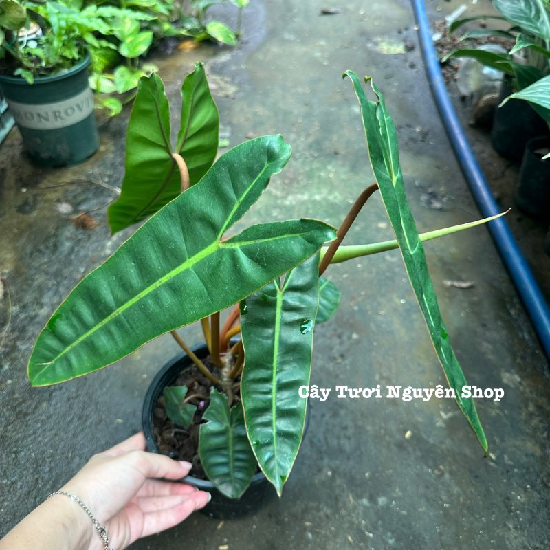 CÂY HẠC CAM Philodendron Billietiae ,(cao 25-30cm), cây cảnh Trong nhà, kiểng lá mini để bàn Văn phòng đẹp, GIÁ RẺ, lọc không khí, Cây Tươi Nguyên CTN1548 3