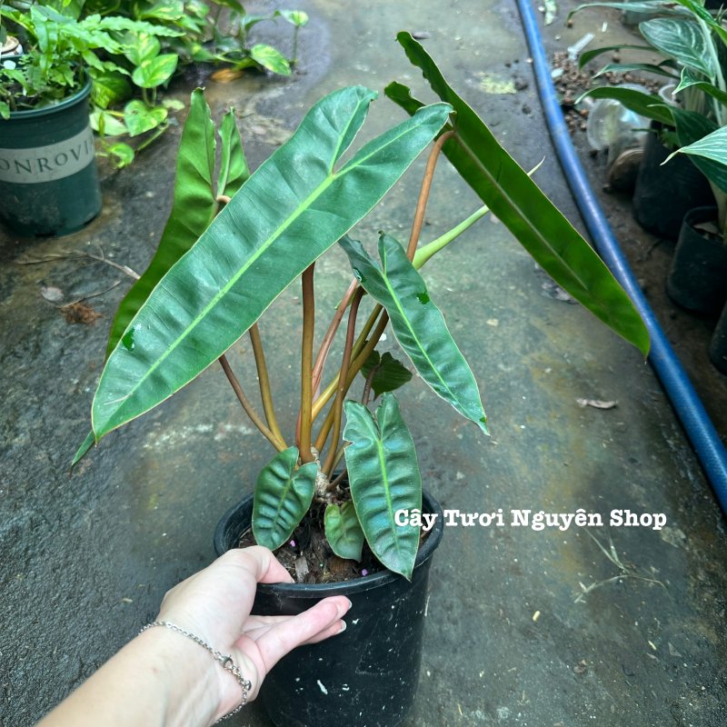CÂY HẠC CAM Philodendron Billietiae ,(cao 25-30cm), cây cảnh Trong nhà, kiểng lá mini để bàn Văn phòng đẹp, GIÁ RẺ, lọc không khí, Cây Tươi Nguyên CTN1548 2