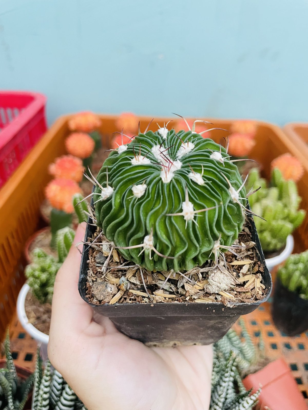 CÂY XƯƠNG RỒNG TRÚC NGỌC ,(cao 3cm), xương rồng sen đá mini để bàn, trang trí sân vườn tiểu cảnh, dễ trồng, lọc không khí, Cây Tươi Nguyên CTN1520 2