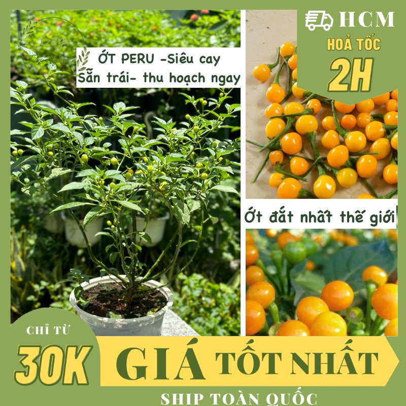 [CHỈ GIAO HOÀ TỐC] CÂY ỚT PERU CHARAPITA -ỚT ĐẮT NHẤT THẾ GIỚI, (cao 25cm), đang sẵn trái,  trồng sẵn phát triển ổn định, mau thu hoạch Cây Tươi Nguyên