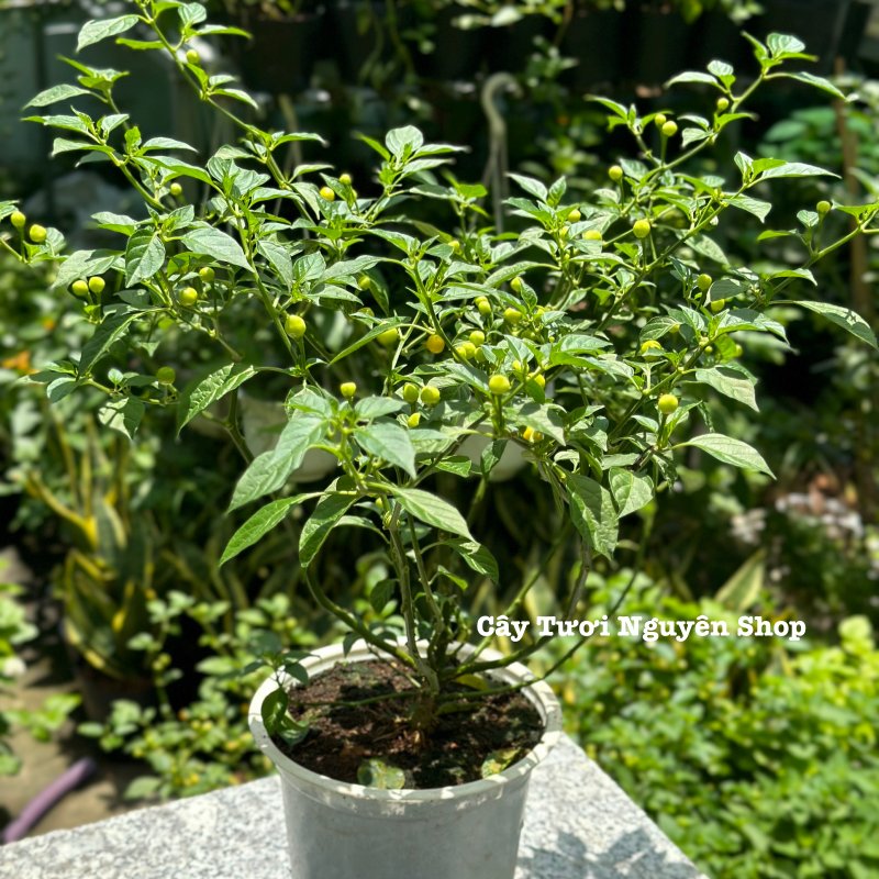 [CHỈ GIAO HOÀ TỐC] CÂY ỚT PERU CHARAPITA -ỚT ĐẮT NHẤT THẾ GIỚI, (cao 25cm), đang sẵn trái,  trồng sẵn phát triển ổn định, mau thu hoạch Cây Tươi Nguyên 2