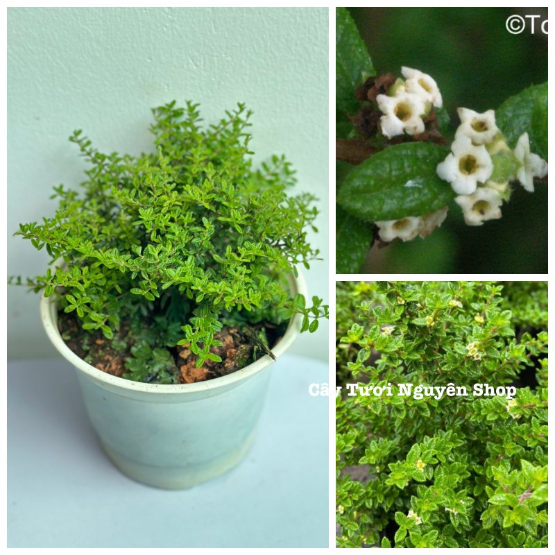 [CHỈ GIAO MIỀN NAM] CÂY HÀM HƯƠNG (cao 5cm), cây cực thơm mùi cam quýt pha mật ong và vani, dùng để ướp trà & cây gia vị nấu ăn, trồng chậu nhựa phát triển ổn đinh, Cây Tươi Nguyên 2