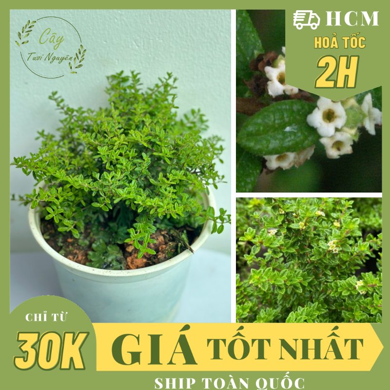 [CHỈ GIAO MIỀN NAM] CÂY HÀM HƯƠNG (cao 5cm), cây cực thơm mùi cam quýt pha mật ong và vani, dùng để ướp trà & cây gia vị nấu ăn, trồng chậu nhựa phát triển ổn đinh, Cây Tươi Nguyên