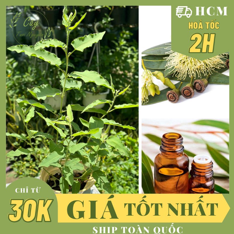 [CHỈ GIAO MIỀN NAM] CÂY BẠCH ĐÀN CHANH SẢ (cao 25cm), cây cực kỳ thơm, đuổi muỗi tốt, cây gia vị Âu trồng chậu nhựa, thân gỗ phát triển ổn định
