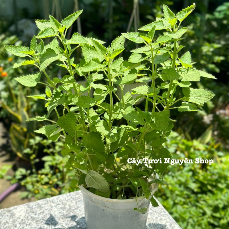[CHỈ GIAO MIỀN NAM] CÂY BẠC HÀ MÈO- CATNIP, cỏ mèo (cao 25cm), giúp mèo "phê pha" xả stress, cây có sẵn chậu nhựa ổn định, ngắt lá dùng lâu dài, Cây Tươi Nguyên 2