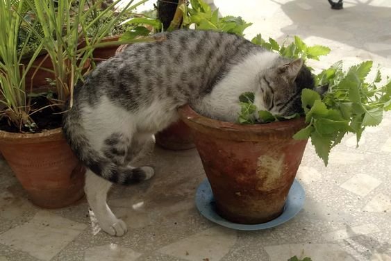 [CHỈ GIAO MIỀN NAM] CÂY BẠC HÀ MÈO- CATNIP, cỏ mèo (cao 25cm), giúp mèo "phê pha" xả stress, cây có sẵn chậu nhựa ổn định, ngắt lá dùng lâu dài, Cây Tươi Nguyên 3