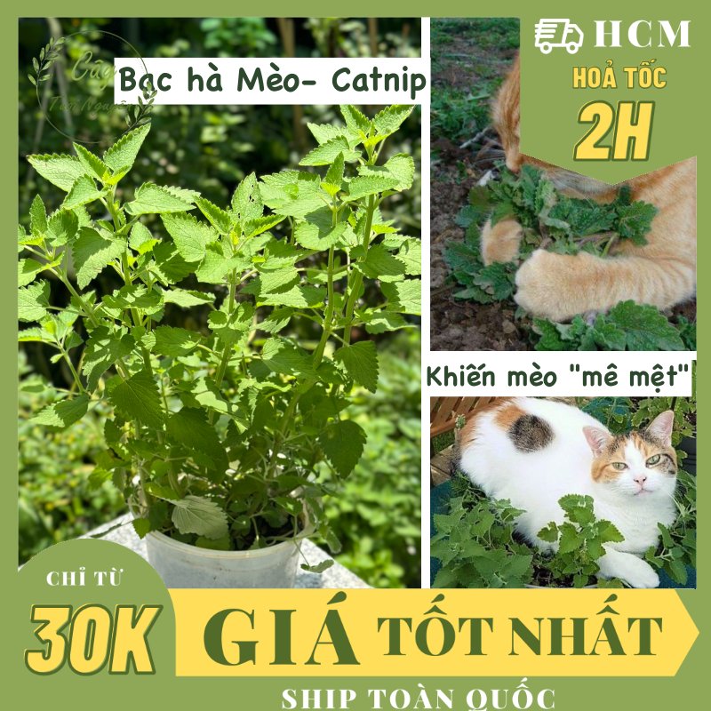 [CHỈ GIAO MIỀN NAM] CÂY BẠC HÀ MÈO- CATNIP, cỏ mèo (cao 25cm), giúp mèo "phê pha" xả stress, cây có sẵn chậu nhựa ổn định, ngắt lá dùng lâu dài, Cây Tươi Nguyên