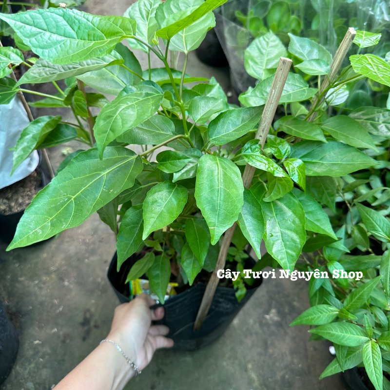 [CHỈ GIAO HCM] CÂY LÁ CÁCH CHẬU LỚN, (cao 35cm), trồng sẵn phát triển ổn định, mau thu hoạch Cây Tươi Nguyên 2