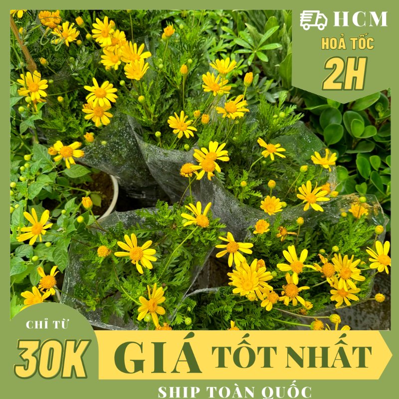 [CHỈ GIAO HCM] CÂY HOA CÚC THÂN GỖ VÀNG (cao 25cm), cây trồng chậu nhựa phát triển ổn định, hoa nở quanh năm, Cây Tươi Nguyên