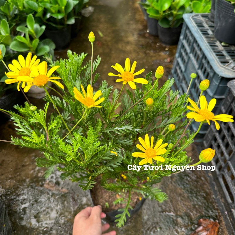 [CHỈ GIAO HCM] CÂY HOA CÚC THÂN GỖ VÀNG (cao 25cm), cây trồng chậu nhựa phát triển ổn định, hoa nở quanh năm, Cây Tươi Nguyên 2