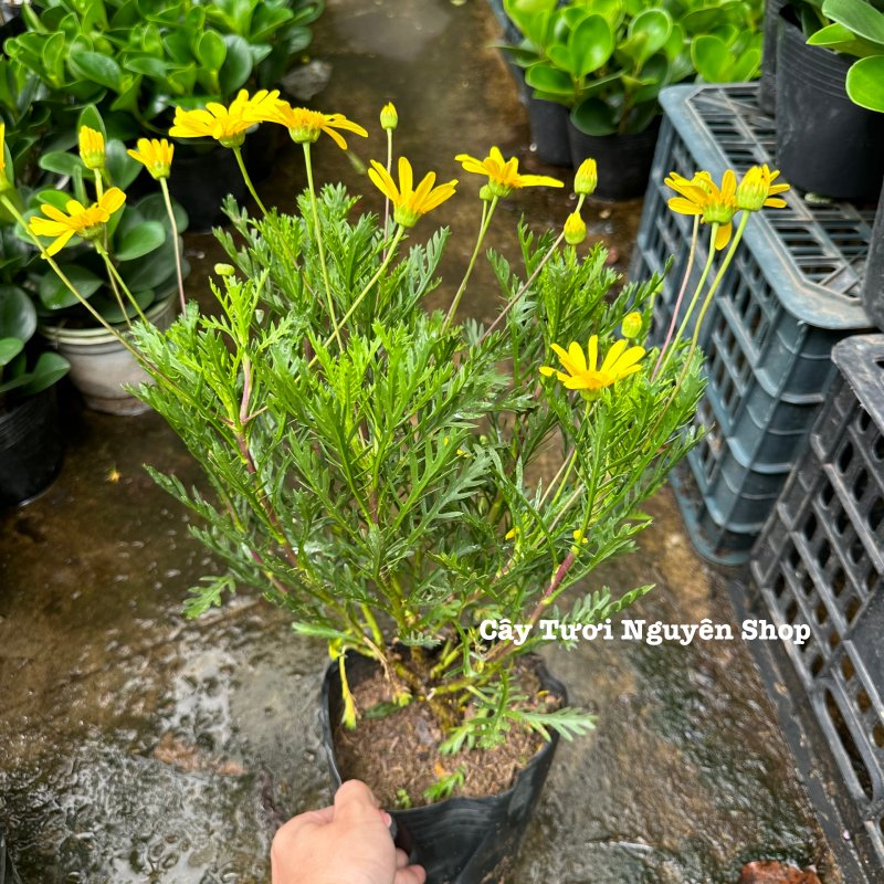 [CHỈ GIAO HCM] CÂY HOA CÚC THÂN GỖ VÀNG (cao 25cm), cây trồng chậu nhựa phát triển ổn định, hoa nở quanh năm, Cây Tươi Nguyên 3