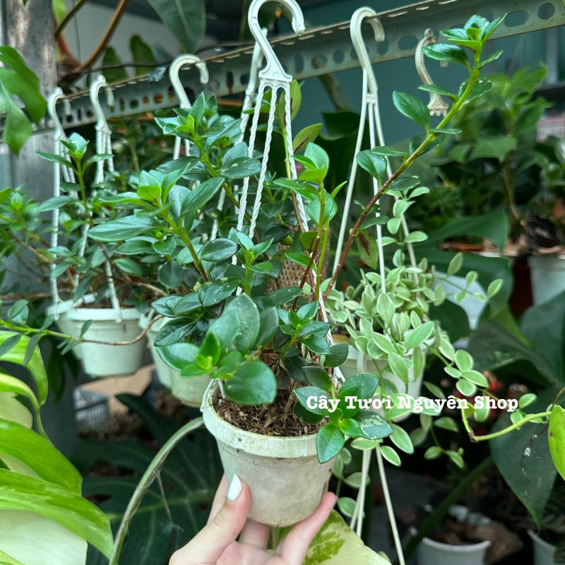 [CHẬU TREO] CÂY CÁ VÀNG, (cao 10cm), cây cảnh Trong nhà, kiểng lá mini để bàn Văn phòng đẹp, GIÁ RẺ, lọc không khí, Cây Tươi Nguyên 2