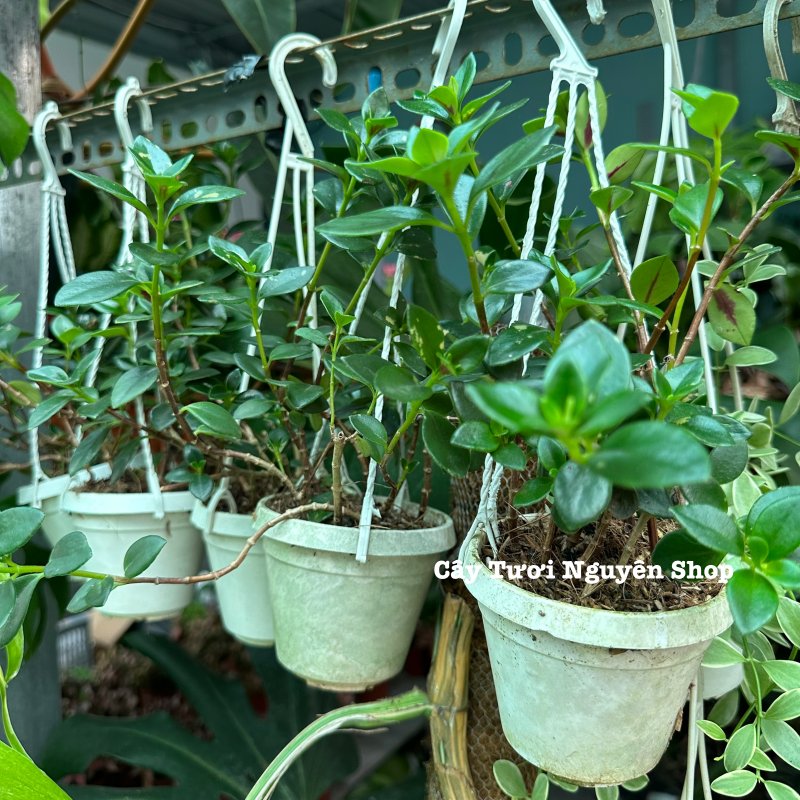 [CHẬU TREO] CÂY CÁ VÀNG, (cao 10cm), cây cảnh Trong nhà, kiểng lá mini để bàn Văn phòng đẹp, GIÁ RẺ, lọc không khí, Cây Tươi Nguyên 3