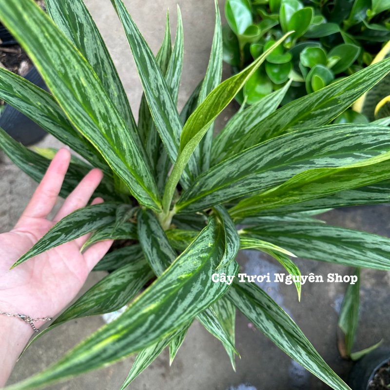 CÂY GIỮ TIỀN GIỐNG MỚI- Chậu lớn ,(cao 40cm), cây cảnh Trong nhà, kiểng lá mini để bàn Văn phòng đẹp, GIÁ RẺ, lọc không khí, Cây Tươi Nguyên CTN1532 3