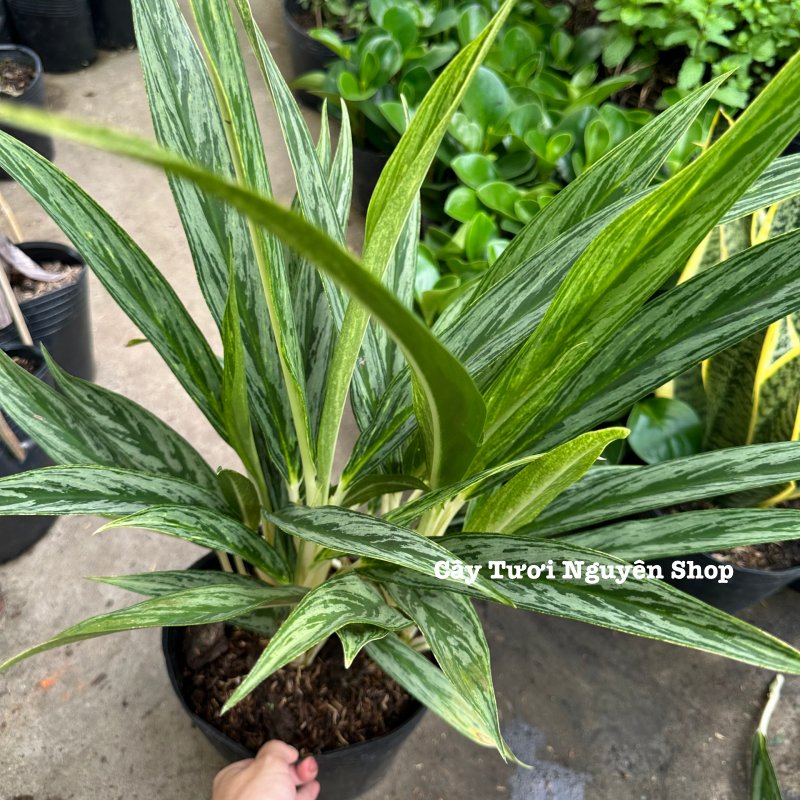 CÂY GIỮ TIỀN GIỐNG MỚI- Chậu lớn ,(cao 40cm), cây cảnh Trong nhà, kiểng lá mini để bàn Văn phòng đẹp, GIÁ RẺ, lọc không khí, Cây Tươi Nguyên CTN1532 2