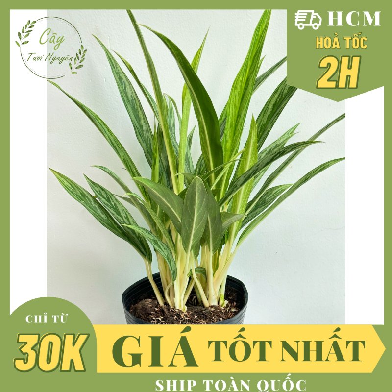 CÂY GIỮ TIỀN GIỐNG MỚI- Chậu lớn ,(cao 40cm), cây cảnh Trong nhà, kiểng lá mini để bàn Văn phòng đẹp, GIÁ RẺ, lọc không khí, Cây Tươi Nguyên CTN1532