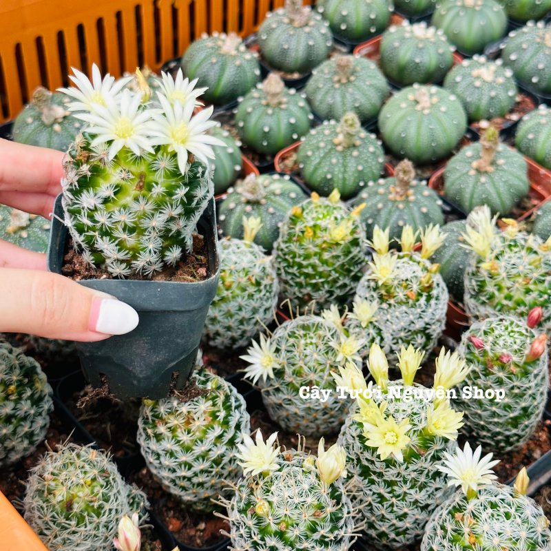 XƯƠNG RỒNG MAMI BÔNG GÒN ,(cao 2cm), xương rồng sen đá mini để bàn, trang trí sân vườn tiểu cảnh, dễ trồng, lọc không khí, Cây Tươi Nguyên CTN1531 3