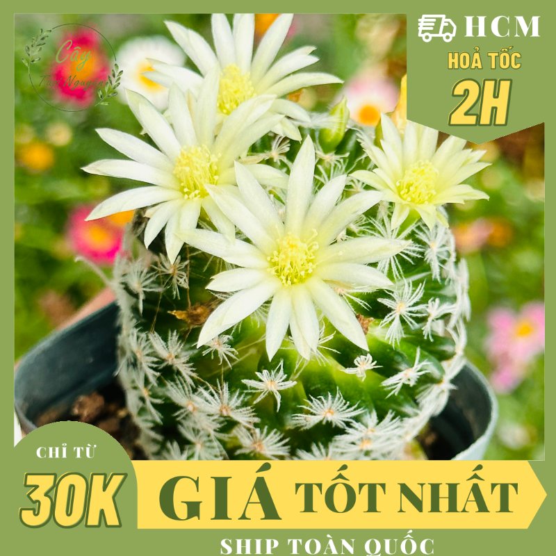 XƯƠNG RỒNG MAMI BÔNG GÒN ,(cao 2cm), xương rồng sen đá mini để bàn, trang trí sân vườn tiểu cảnh, dễ trồng, lọc không khí, Cây Tươi Nguyên CTN1531
