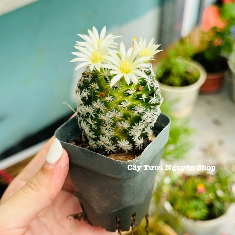 XƯƠNG RỒNG MAMI BÔNG GÒN ,(cao 2cm), xương rồng sen đá mini để bàn, trang trí sân vườn tiểu cảnh, dễ trồng, lọc không khí, Cây Tươi Nguyên CTN1531 2