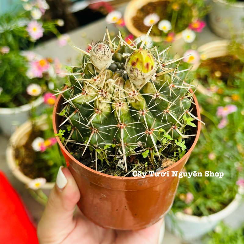 CÂY XƯƠNG RỒNG VUA SƯ TỬ, (cao 7cm), xương rồng sen đá mini để bàn, trang trí sân vườn tiểu cảnh, dễ trồng, lọc không khí, Cây Tươi Nguyên CTN1529 2