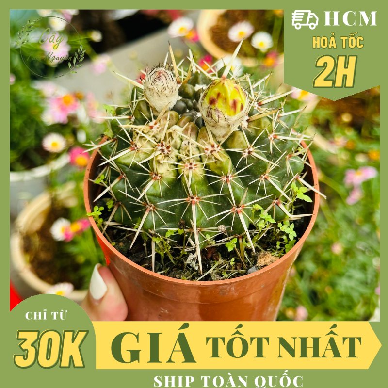 CÂY XƯƠNG RỒNG VUA SƯ TỬ, (cao 7cm), xương rồng sen đá mini để bàn, trang trí sân vườn tiểu cảnh, dễ trồng, lọc không khí, Cây Tươi Nguyên CTN1529