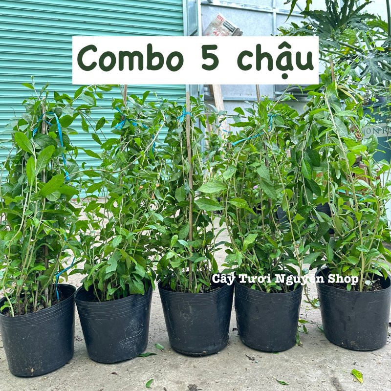 [COMBO GIÁ RẺ] CÂY CÚC TẦN ẤN ĐỘ CHẬU LỚN, (dài 50-70cm), 5-7 GỐC thân rũ che mát, cây cảnh Trong nhà, GIÁ RẺ, lọc không khí, Cây Tươi Nguyên CTN1528 2