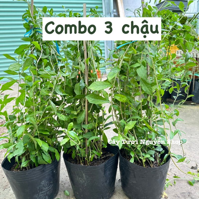 [COMBO GIÁ RẺ] CÂY CÚC TẦN ẤN ĐỘ CHẬU LỚN, (dài 50-70cm), 5-7 GỐC thân rũ che mát, cây cảnh Trong nhà, GIÁ RẺ, lọc không khí, Cây Tươi Nguyên CTN1528 3