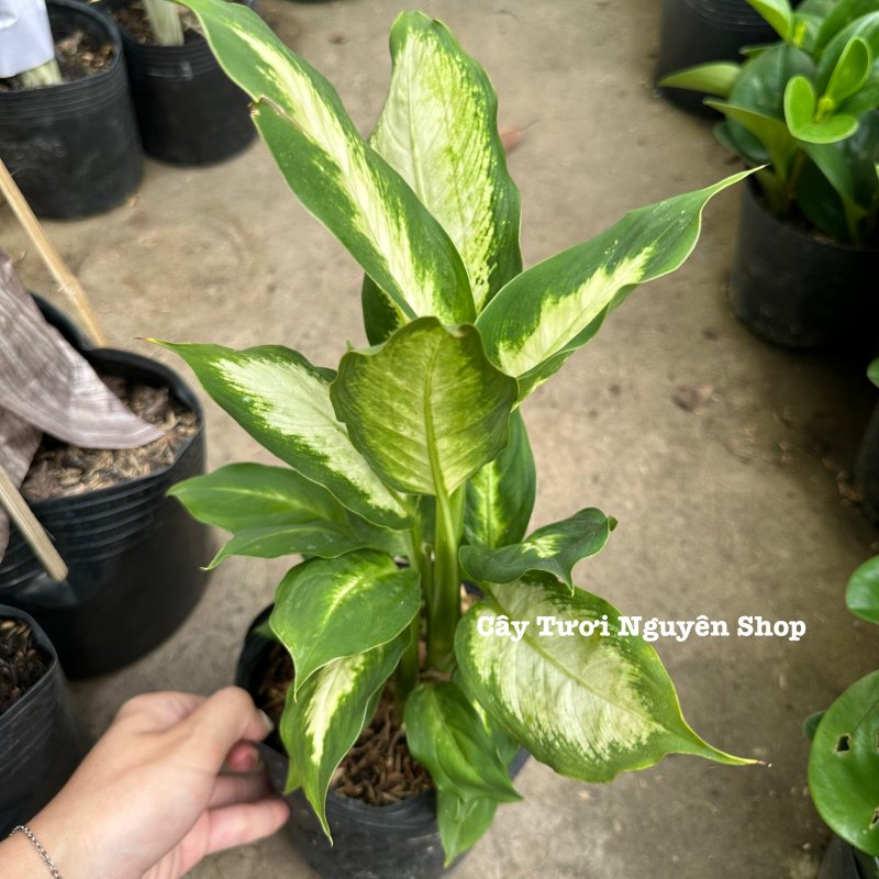 CÂY SAO SÁNG ,(cao 25cm), cây cảnh Trong nhà, kiểng lá mini để bàn Văn phòng đẹp, GIÁ RẺ, lọc không khí, Cây Tươi Nguyên CTN1526 3