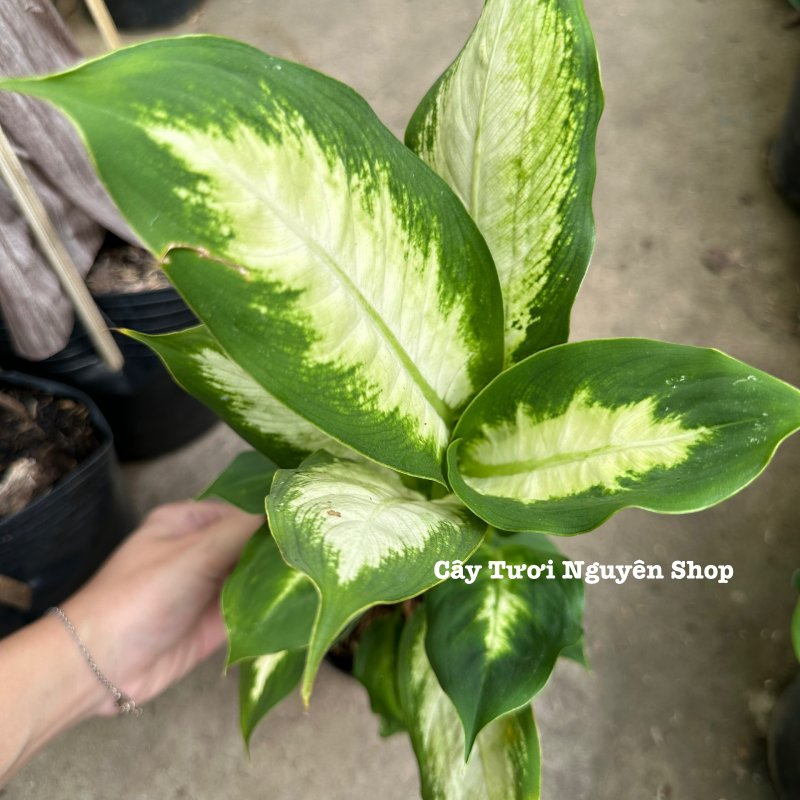 CÂY SAO SÁNG ,(cao 25cm), cây cảnh Trong nhà, kiểng lá mini để bàn Văn phòng đẹp, GIÁ RẺ, lọc không khí, Cây Tươi Nguyên CTN1526 2