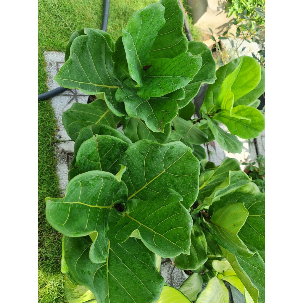 CÂY BÀNG SINGAPORE MINI ,(cao 20-25cm), cây phong thủy hút tài lộc để bàn mini GIÁ RẺ, lọc không khí, Cây Tươi Nguyên CNT0490 3