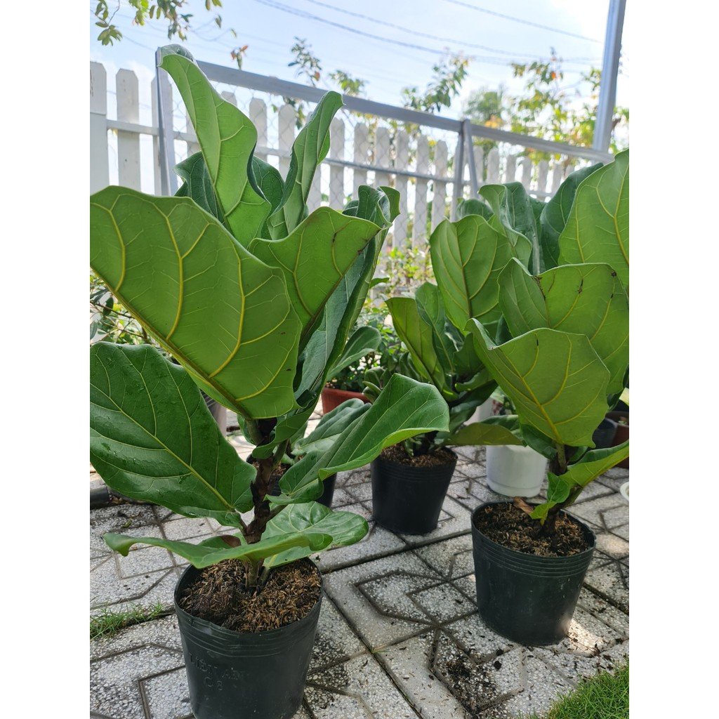 CÂY BÀNG SINGAPORE MINI ,(cao 20-25cm), cây phong thủy hút tài lộc để bàn mini GIÁ RẺ, lọc không khí, Cây Tươi Nguyên CNT0490 2