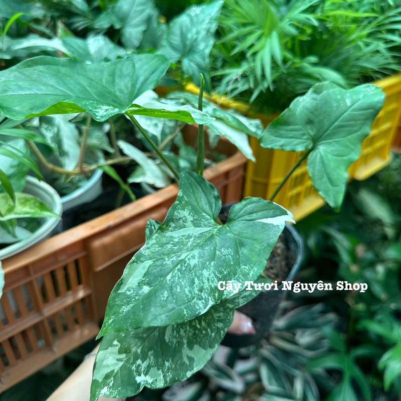 CÂY SYNGONIUM ALBO VAR, (cao 15cm), cây cảnh trong nhà, kiểng lá mini để bàn, văn phòng đẹp, GIÁ RẺ, lọc không khí, Cây Tươi Nguyên CTN1523 2