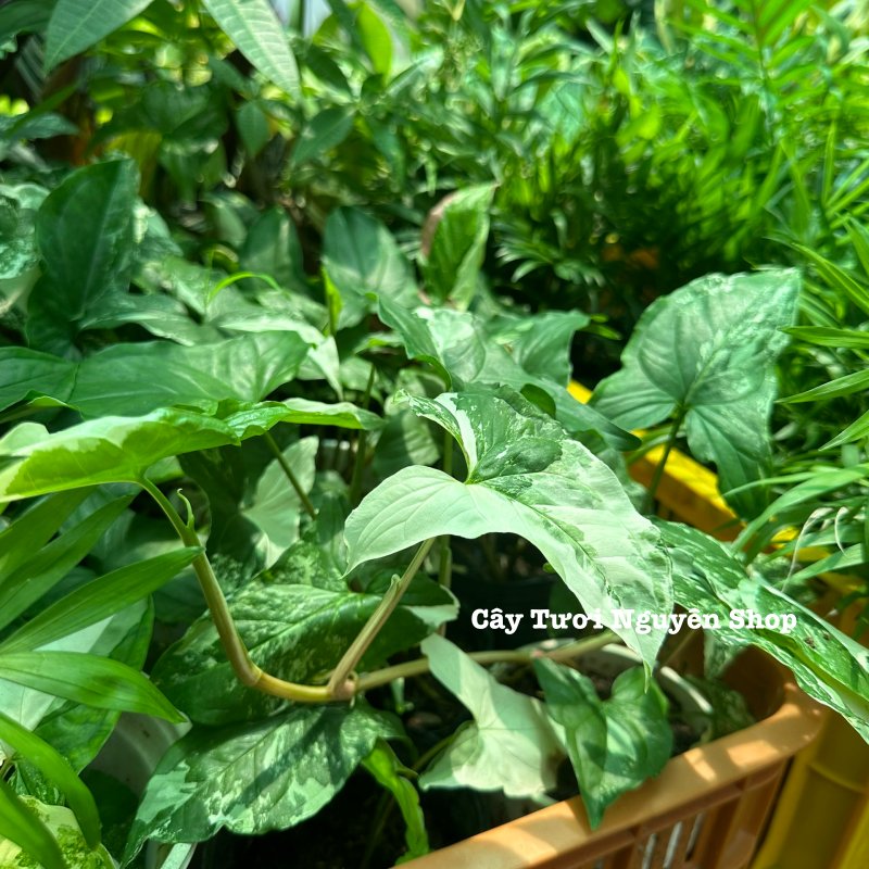 CÂY SYNGONIUM ALBO VAR, (cao 15cm), cây cảnh trong nhà, kiểng lá mini để bàn, văn phòng đẹp, GIÁ RẺ, lọc không khí, Cây Tươi Nguyên CTN1523 3
