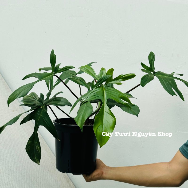 [CHỈ GIAO HOẢ TỐC] - CÂY TRẦU BÀ CÁNH ÉN CHẬU LỚN, (cao 30-40cm), cây cảnh Trong nhà, kiểng lá mini để bàn Văn phòng đẹp, GIÁ RẺ, lọc không khí, Cây Tươi Nguyên CTN1525 3