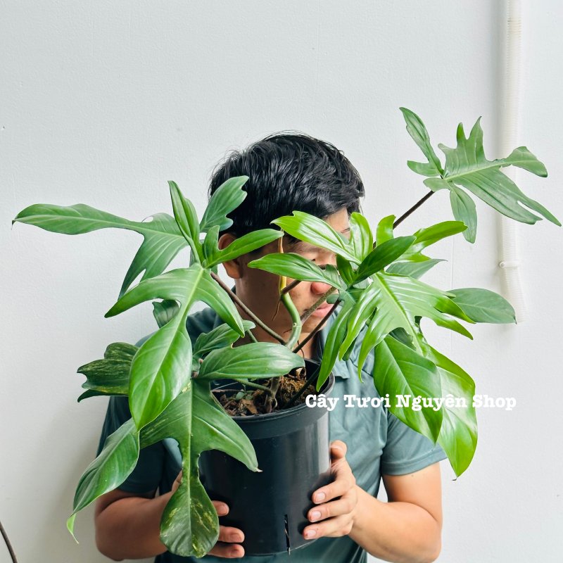 [CHỈ GIAO HOẢ TỐC] - CÂY TRẦU BÀ CÁNH ÉN CHẬU LỚN, (cao 30-40cm), cây cảnh Trong nhà, kiểng lá mini để bàn Văn phòng đẹp, GIÁ RẺ, lọc không khí, Cây Tươi Nguyên CTN1525 2