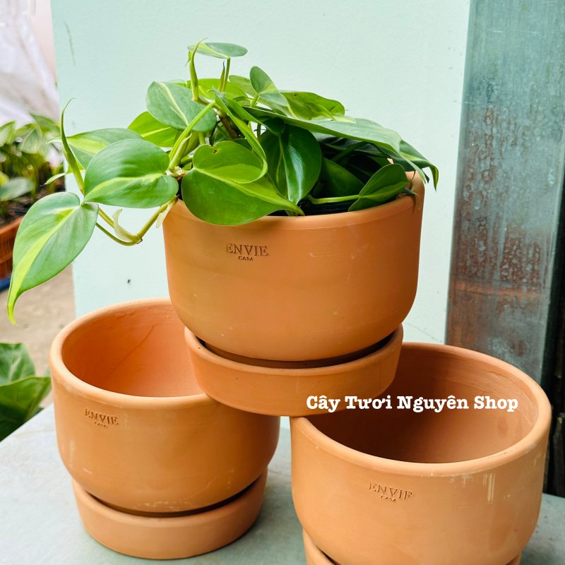 CHẬU ĐẤT NUNG ENVIE KÈM ĐĨA 16*12CM, (1 chậu),chậu trồng cây, trang trí nội thất, Cây Tươi Nguyên CTN1521 2