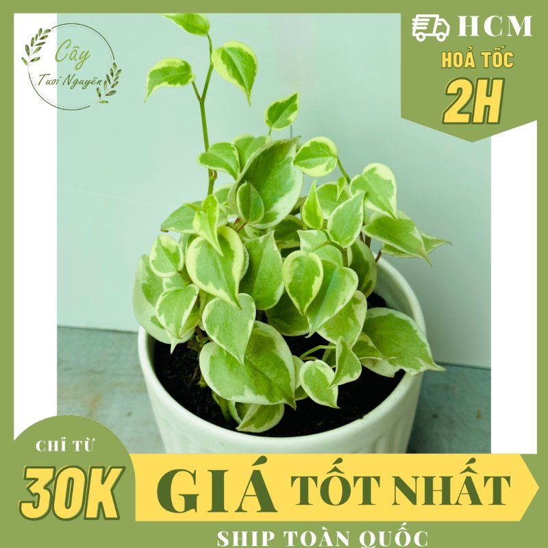 CÂY CÀNG CUA THÁI CẨM THẠCH, (cao 10cm), cây cảnh Trong nhà, kiểng lá mini để bàn Văn phòng đẹp, GIÁ RẺ, lọc không khí, Cây Tươi Nguyên CTN1515