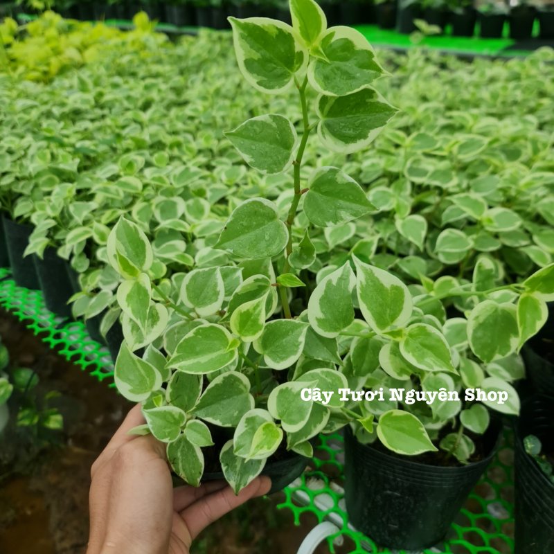 CÂY CÀNG CUA THÁI CẨM THẠCH, (cao 10cm), cây cảnh Trong nhà, kiểng lá mini để bàn Văn phòng đẹp, GIÁ RẺ, lọc không khí, Cây Tươi Nguyên CTN1515 2