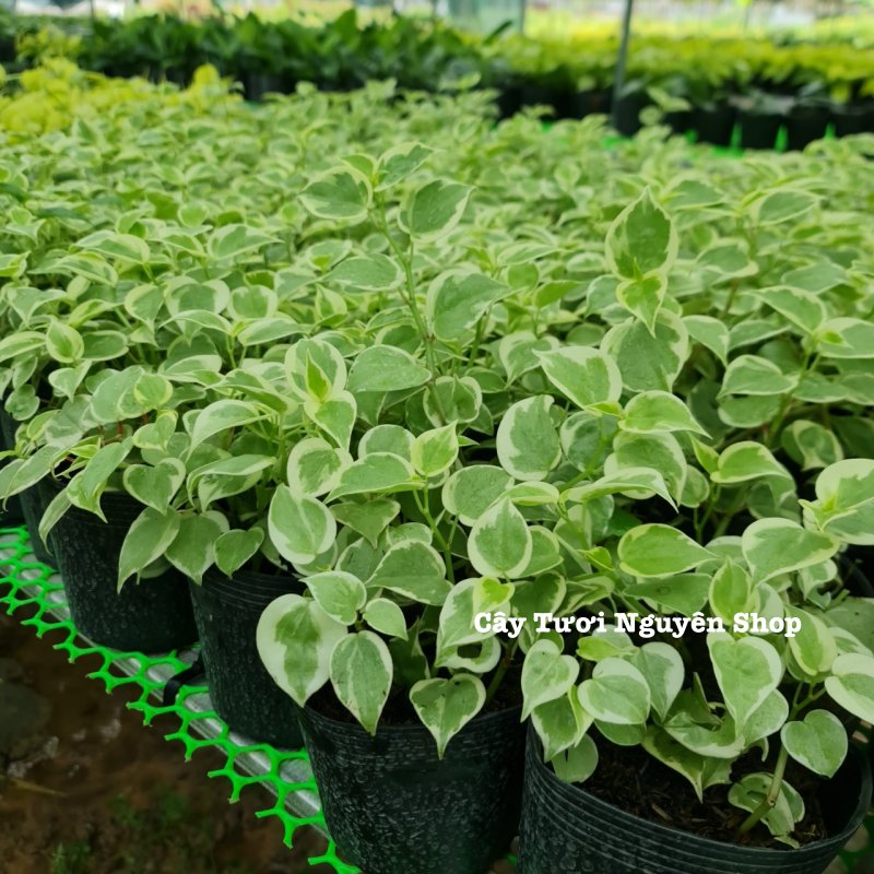 CÂY CÀNG CUA THÁI CẨM THẠCH, (cao 10cm), cây cảnh Trong nhà, kiểng lá mini để bàn Văn phòng đẹp, GIÁ RẺ, lọc không khí, Cây Tươi Nguyên CTN1515 3