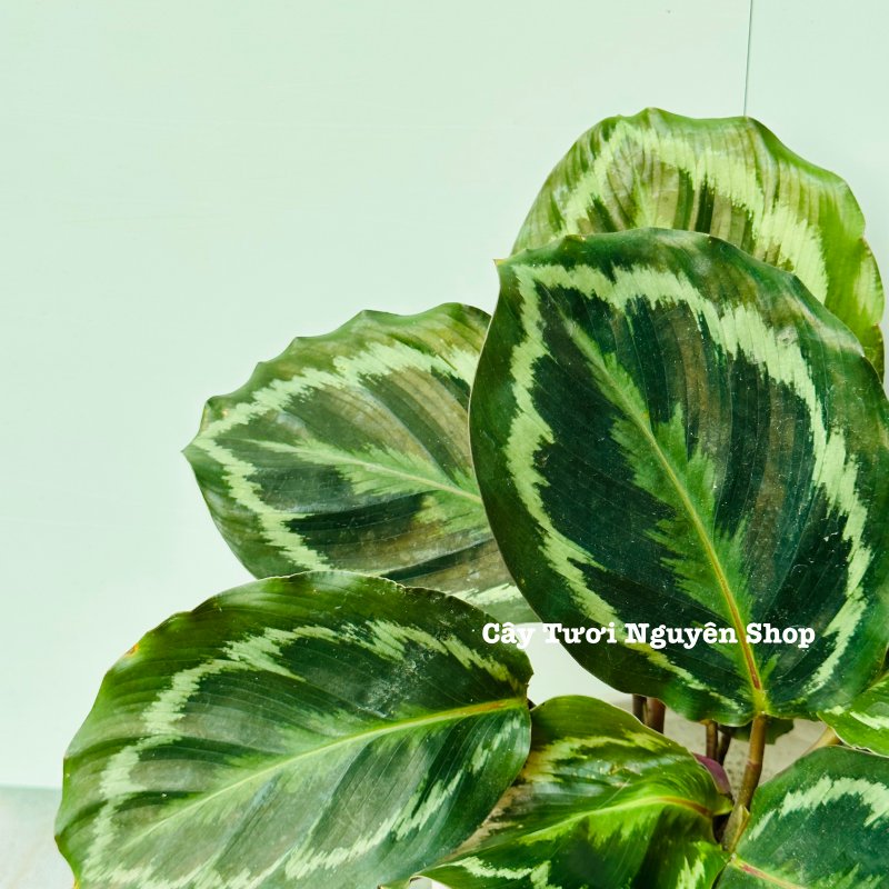 CÂY ĐUÔI CÔNG VÂN TRẮNG XANH (Calathea Medallion), (cao 15cm), cây cảnh Trong nhà, kiểng lá mini để bàn Văn phòng đẹp, GIÁ RẺ, lọc không khí, Cây Tươi Nguyên CTN1517 3