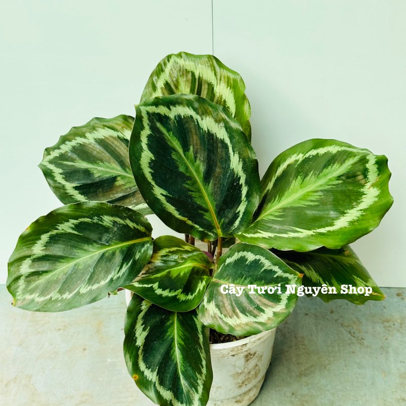 CÂY ĐUÔI CÔNG VÂN TRẮNG XANH (Calathea Medallion), (cao 15cm), cây cảnh Trong nhà, kiểng lá mini để bàn Văn phòng đẹp, GIÁ RẺ, lọc không khí, Cây Tươi Nguyên CTN1517 2