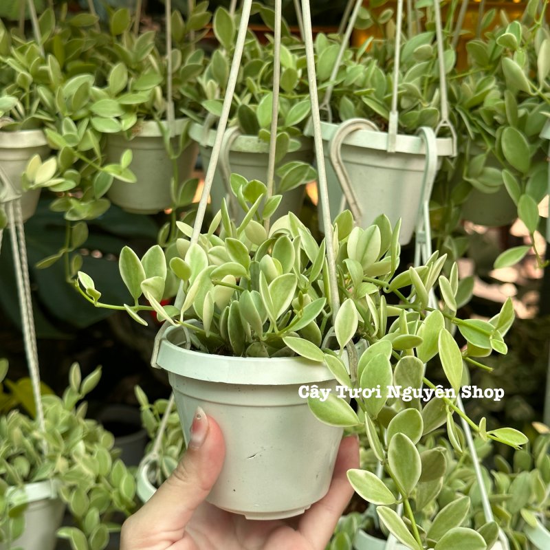 [CHẬU TREO] CÂY LAN HẠT DƯA CẨM THẠCH ,(cao 5cm), cây cảnh Trong nhà, kiểng lá mini để bàn Văn phòng đẹp, GIÁ RẺ, lọc không khí, Cây Tươi Nguyên CTN1519 2
