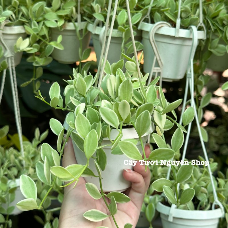 [CHẬU TREO] CÂY LAN HẠT DƯA CẨM THẠCH ,(cao 5cm), cây cảnh Trong nhà, kiểng lá mini để bàn Văn phòng đẹp, GIÁ RẺ, lọc không khí, Cây Tươi Nguyên CTN1519 3