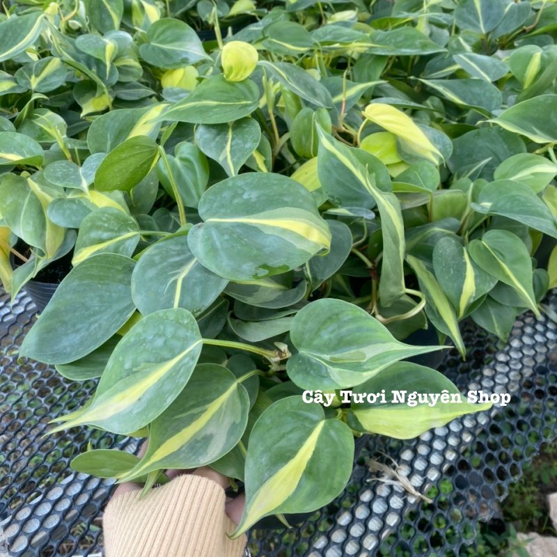 CÂY TRẦU BÀ BRAZIL CHẬU NHỰA, (cao 10cm), cây cảnh Trong nhà, kiểng lá mini để bàn Văn phòng đẹp, GIÁ RẺ, lọc không khí, Cây Tươi Nguyên CTN1514 2