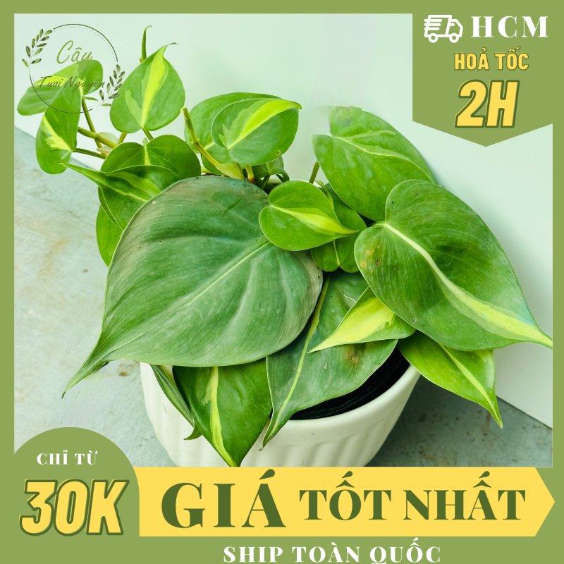 CÂY TRẦU BÀ BRAZIL CHẬU NHỰA, (cao 10cm), cây cảnh Trong nhà, kiểng lá mini để bàn Văn phòng đẹp, GIÁ RẺ, lọc không khí, Cây Tươi Nguyên CTN1514