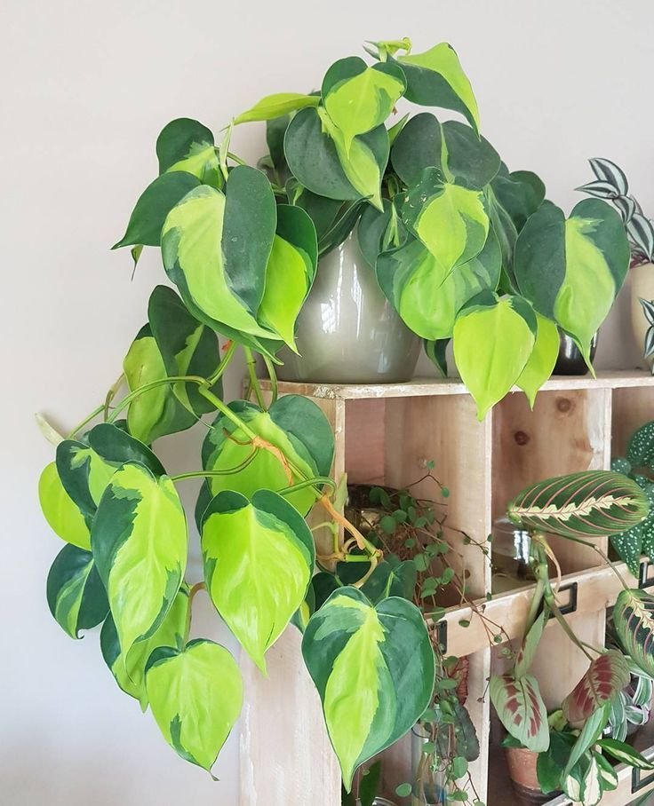 CÂY TRẦU BÀ BRAZIL CHẬU NHỰA, (cao 10cm), cây cảnh Trong nhà, kiểng lá mini để bàn Văn phòng đẹp, GIÁ RẺ, lọc không khí, Cây Tươi Nguyên CTN1514 3