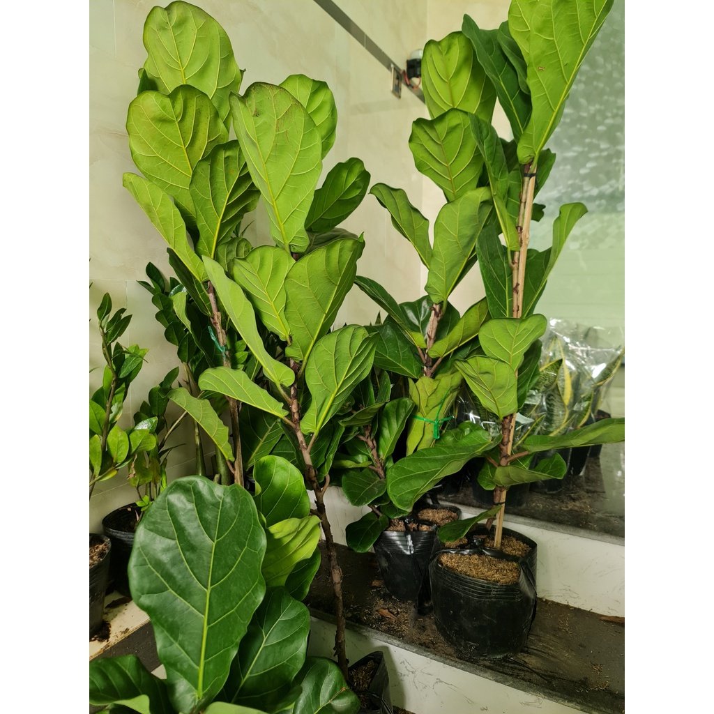 CÂY BÀNG SINGAPORE LỚN, (cao 100-120cm), phong thuỷ để bàn mini GIÁ RẺ, lọc không khí, Cây Tươi Nguyên CTN0172 2